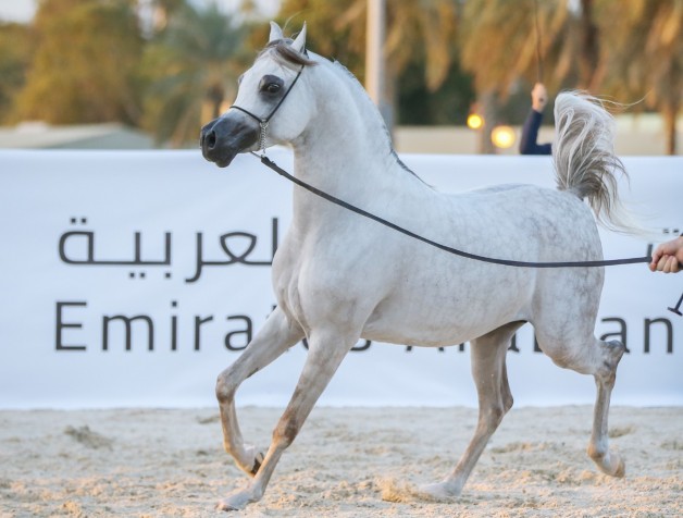 بطولة الإمارات لمربي الخيول العربية تنطلق غدا في العين بمشاركة 336 خيلا وجوائزها 4 ملايين درهم