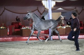 نتائج اليوم الأول لبطولة الإمارات لمربي الخيول العربية 2021 تظهر تفوق خيول «عجمان» و«دبي»