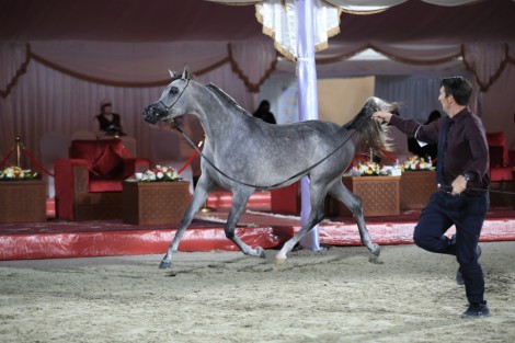 نتائج اليوم الأول لبطولة الإمارات لمربي الخيول العربية 2021 تظهر تفوق خيول «عجمان» و«دبي»