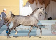 نتائج اليوم الثاني لبطولة الإمارات لمربي الخيول العربية 2021 و «الأريام» يواصل توهجه