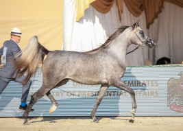 نتائج اليوم الثاني لبطولة الإمارات لمربي الخيول العربية 2021 و «الأريام» يواصل توهجه