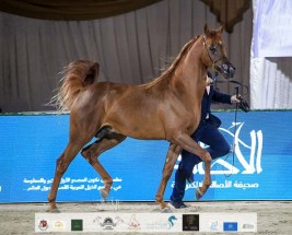 النتائج النهائية بالصور لبطولة الإمارات لمربي الخيول العربية 2021