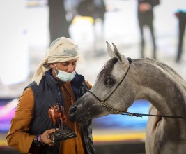 ثلاثية ذهبية وفضيتان لـ «دبي» في بطولة الإمارات 2021 لمربي الخيول العربية