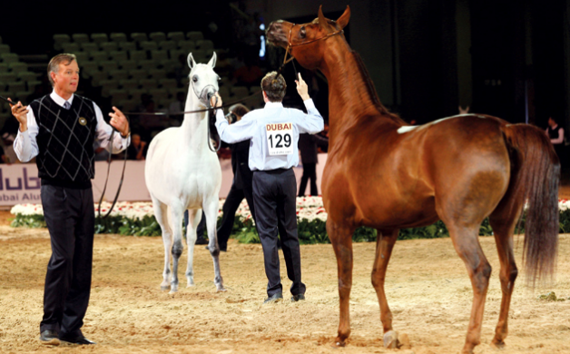 بطولة دبي الدولية للجواد العربي وضعت قوانين خاصة و لا تختلف كثيراً عن قانون «الايكاهو»