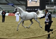 فضيتان وبرونزية للشقب في بطولة قطر المحلية الـ 23 لجمال الخيل العربية الأصيلة