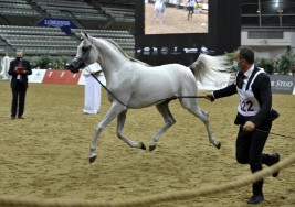 فضيتان وبرونزية للشقب في بطولة قطر المحلية الـ 23 لجمال الخيل العربية الأصيلة