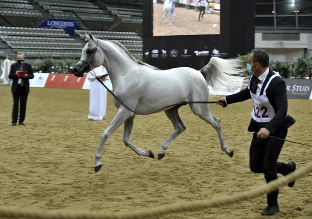 فضيتان وبرونزية للشقب في بطولة قطر المحلية الـ 23 لجمال الخيل العربية الأصيلة