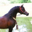 هل أعاد غزال الشقب تعريف الخيل البولندية ؟!