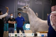 نتائج اليوم الأول لبطولة المملكة لجمال الخيل العربية (كحيلة) 2021