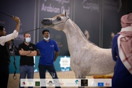 نتائج اليوم الأول لبطولة المملكة لجمال الخيل العربية (كحيلة) 2021