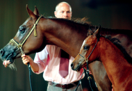 اليوم افتتاح بطولة دبي الدولية التاسعة للجواد العربي.. و4 ملايين دولار جوائز البطولة