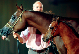 اليوم افتتاح بطولة دبي الدولية التاسعة للجواد العربي.. و4 ملايين دولار جوائز البطولة