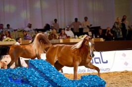 371 خيلا تتنافس في بطولة دبي الدولية للجواد العربي على 4 ملايين دولار