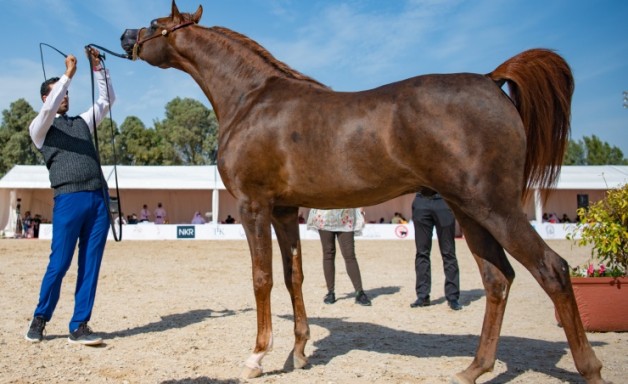 ناصر بن حمد: المستويات المتميزة لبطولة الإنتاج المحلي لجمال الخيل بالبحرين دافع للمزيد من التطور