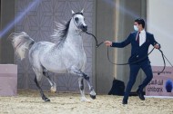 200 ألف ريال أعلى سعر ..وبيع 6 من الخيل ذات سلالة قوية في مزاد الخيل العربية بمهرجان كتارا الدولي