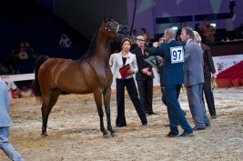 االنتائج التفصيلية لليوم الأول والثاني بطولة دبي الدولية للجواد العربي ٢٠١٢