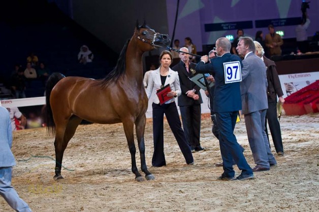 االنتائج التفصيلية لليوم الأول والثاني بطولة دبي الدولية للجواد العربي ٢٠١٢
