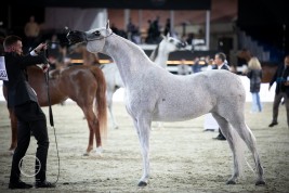 نبذة عن مزرعة خيل: إسطبلات الأريام العربية وريث خيول زايد بن سلطان آل نهيان