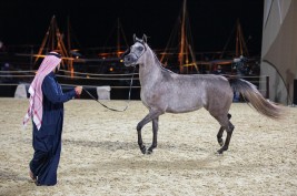 نتائج اليوم الأول لبطولة مهرجان كتارا 2021 الدولية للخيل العربية .. والشقب يحقق ٦ مراكز مؤهلة للنهائيات