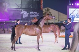 بطولة الشرقية الدولية 2021 لجمال الخيل العربية لن تقام في موعدها هذا العام .. وقد تلغى