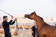 صور مقتطفة من اليوم الأول والثاني من بطولة كتارا الدولية 2021 لجمال الخيل العربية
