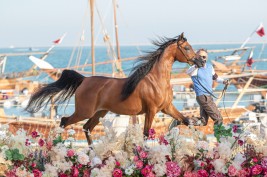 اليوم السبت يختتم مهرجان كتارا الدولي 2021 لجمال الخيل العربية الأصيلة بالبطولات النهائية