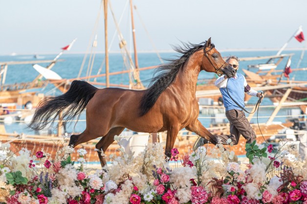 اليوم السبت يختتم مهرجان كتارا الدولي 2021 لجمال الخيل العربية الأصيلة بالبطولات النهائية