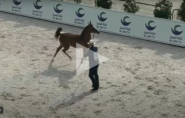 شاهد البث المباشر لبطولـة أبو ظبي الدولية لجمال الخيول العربية 2021 – اليوم الثاني
