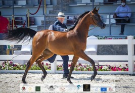 نتائج اليوم الأول لبطولة أبوظبي الدولية لجمال الخيل العربية 2021 – بالصور