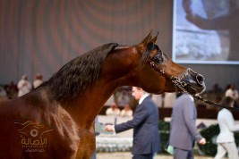 زياد كلداري: انسحابنا من «الايكاهو» أحدث صدى دولياً