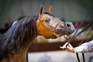 صور من اليوم الختامي لبطولة دبي الدولية للجواد العربي ٢٠١٢