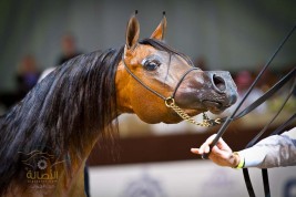 صور من اليوم الختامي لبطولة دبي الدولية للجواد العربي ٢٠١٢