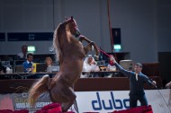 الخيل العربي أعرق وأجمل سلالات الخيول في العالم