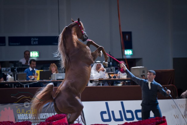 الخيل العربي أعرق وأجمل سلالات الخيول في العالم