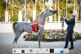 النتائج النهائية بالصور لبطولة أبوظبي الدولية لجمال الخيل العربية 2021