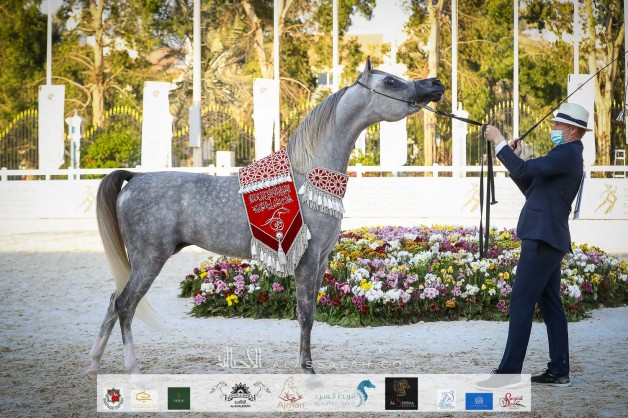النتائج النهائية بالصور لبطولة أبوظبي الدولية لجمال الخيل العربية 2021