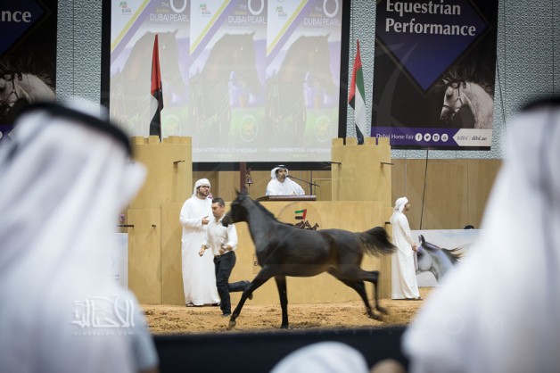 111 جواداً في مزاد دبي للخيول العربية يوم السبت 13 مارس 2021 – قائمة الخيول