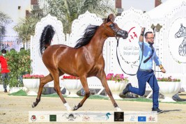 صور مقتطفة من اليوم الأول من بطولة الشارقة ٢٠٢١ الدولية للجواد العربي