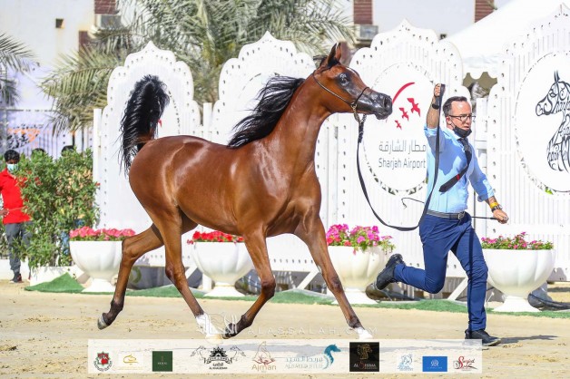صور مقتطفة من اليوم الأول من بطولة الشارقة ٢٠٢١ الدولية للجواد العربي