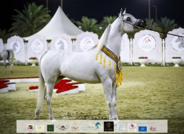 صور مقتطفة من اليوم الختامي من بطولة الشارقة ٢٠٢١ الدولية للجواد العربي