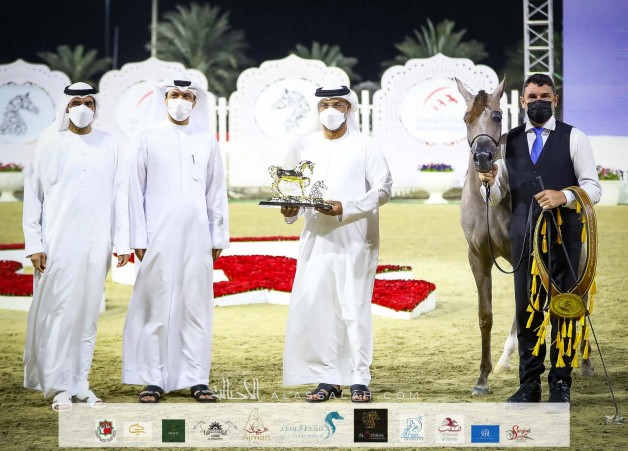 خيول مربط عجمان تتألق بذهبية وبرونزيتان  في ختام مهرجان الشارقة 2021