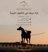 مزاد مربط دبي للخيول العربية 2021 يقام يوم السبت المقبل بخياري الحضور والأونلاين..!