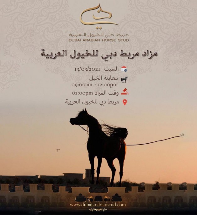 مزاد مربط دبي للخيول العربية 2021 يقام يوم السبت المقبل بخياري الحضور والأونلاين..!