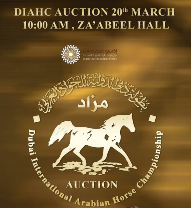 57 رأس من الخيل العربية من سلالات مميزة ومرابط رائدة في المزاد المصاحب لبطولة دبي الدولية – القائمة