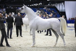 210 جوادا في النسخة الـ18 لبطولة دبي الدولية للجواد العربي 2021 – البرنامج