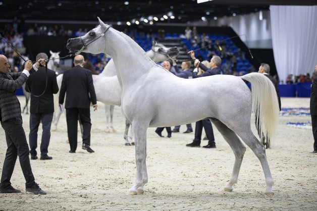 210 جوادا في النسخة الـ18 لبطولة دبي الدولية للجواد العربي 2021 – البرنامج