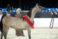 بتوجيهات حمدان بن زايد “الأريام بنفسج” بشعار مربط عجمان في دولية دبي