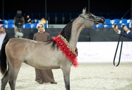 بتوجيهات حمدان بن زايد “الأريام بنفسج” بشعار مربط عجمان في دولية دبي
