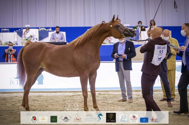 صور مقتطفة من اليوم الاول من بطولة دبي ٢٠٢١ الدولية للجواد العربي