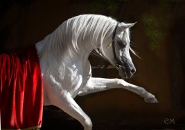 رفع الحظر عن تصدير الخيول في الكويت بعد خلوها من مرض «الرعام»